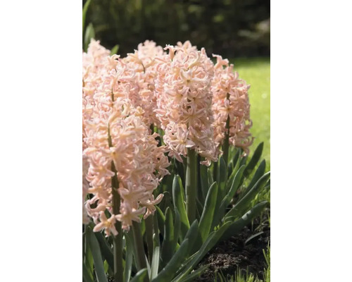 Hyacinty s ružovými kvetmi v záhradnom záhone