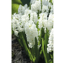 Biele hyacinty v záhone