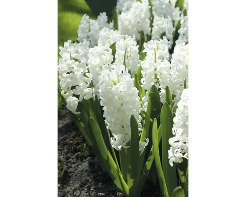 Biele hyacinty v záhone