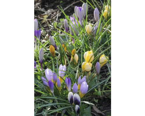 Krokusy so zelenými listami v záhrade