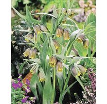 Skupina rastlín Fritillaria meleagris v záhrade