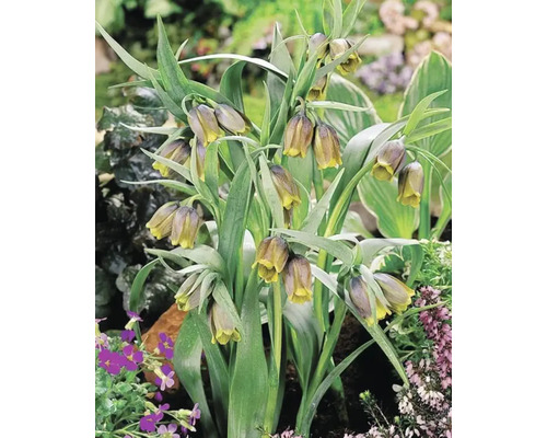 Skupina rastlín Fritillaria meleagris v záhrade