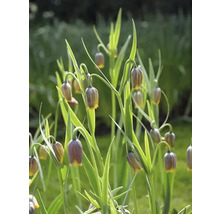 Kvety Fritillaria Uva-Vulpis v záhradnom záhone.