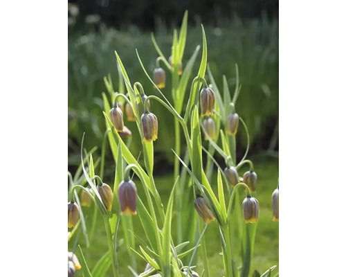 Kvety Fritillaria Uva-Vulpis v záhradnom záhone.