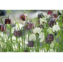Pole s kockovanými kvetmi a bielymi tulipánmi