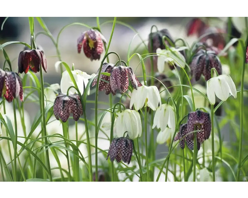 Pole s kockovanými kvetmi a bielymi tulipánmi