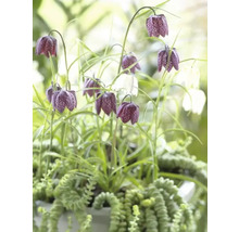Fritillaria meleagris so zelenými rastlinami v kvetináči