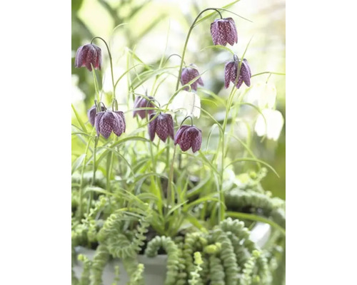 Fritillaria meleagris so zelenými rastlinami v kvetináči