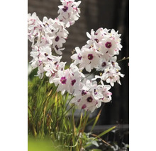 Kvitnúca rastlina Dietes grandiflora s bielymi okvetnými lístkami a fialovými stredmi.