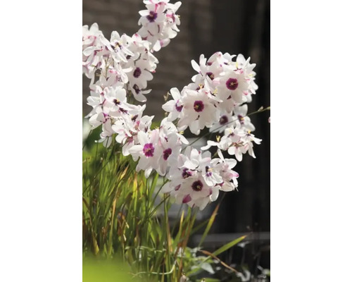 Kvitnúca rastlina Dietes grandiflora s bielymi okvetnými lístkami a fialovými stredmi.