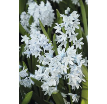 Kvetenstvo cibuľoviny Scilla mischtschenkoana