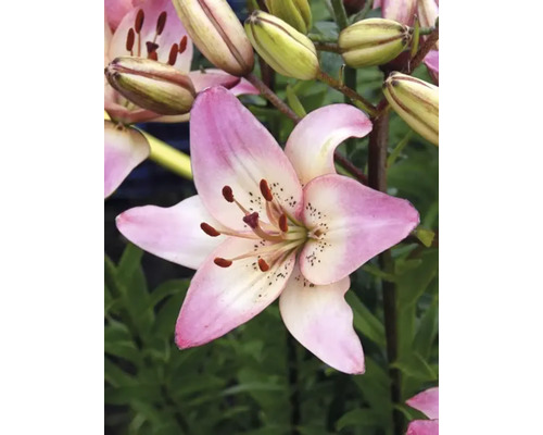 Detailný záber na ružový kvet ľalie v záhrade.