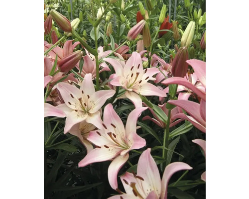 Detailný pohľad na ružové kvety ľalií v záhrade