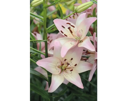 Detailný pohľad na ružové kvety ľalií v záhrade