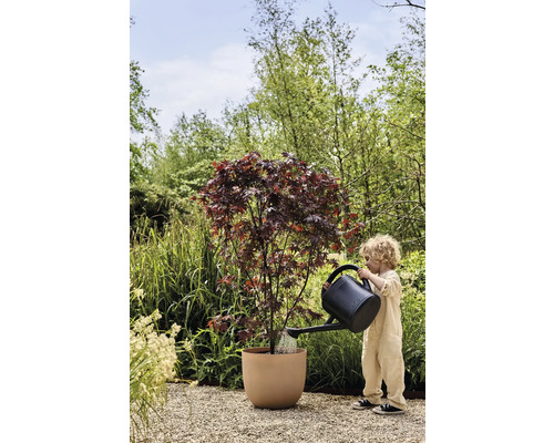 Dieťa zalieva javor v kvetináči v záhrade kanvou.