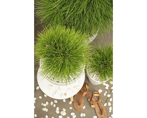 Tri rastliny japonského dáždnikového stromu v bielych kvetináčoch obklopené dekoratívnymi kameňmi.