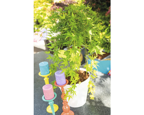 Javor japonský v kvetináči so svietnikmi vonku