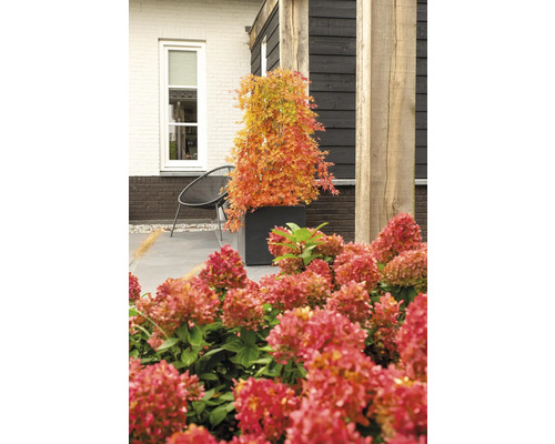 Záhradná scéna s japonským javorom v kvetináči a hortenziami v popredí