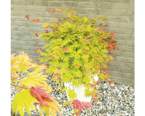 Javor japonský v kvetináči so žltočervenými listami pred kamenným múrom.