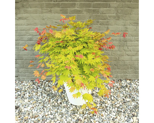 Javor japonský v kvetináči pred tehlovou stenou