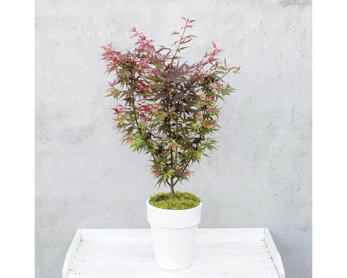 Javor japonský v bielom kvetináči