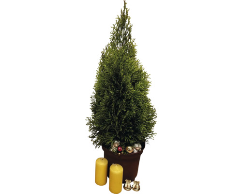 Izbový cyprus v kvetináči so sviečkami a dekoráciami