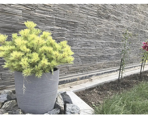 Žltá trpasličia borovica v sivom kvetináči pred kamennou stenou