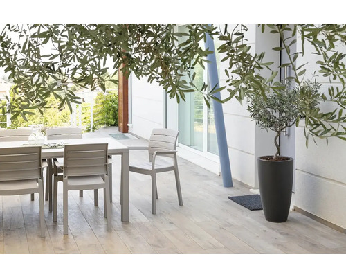 Terasa so záhradným stolom, stoličkami a olivovníkom v kvetináči