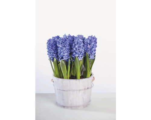Modré hyacinty v kvetináči