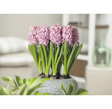 Hyacinty v kvetináči