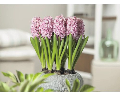 Hyacinty v kvetináči