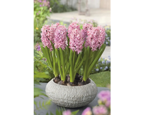 Hyacinty v kvetináči na záhradnej ploche