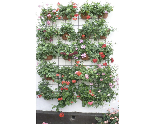 Stena s niekoľkými muškátmi v kvetináčoch na mriežke