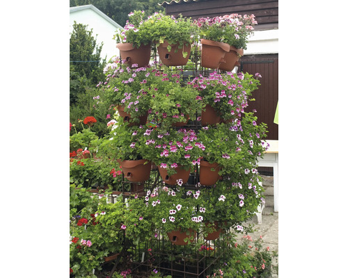 Stojan na kvety s muškátmi v kvetináčoch v záhrade.