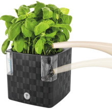 Štvorcový kvetináč s rastlinou bazalky a kanvou