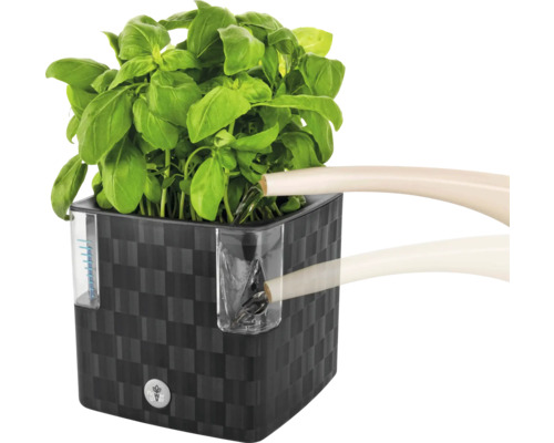 Štvorcový kvetináč s rastlinou bazalky a kanvou