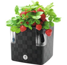 Jahody a zelené rastliny v čiernom kvetináči