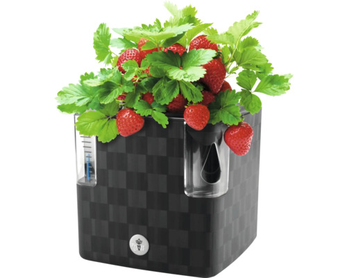 Jahody a zelené rastliny v čiernom kvetináči