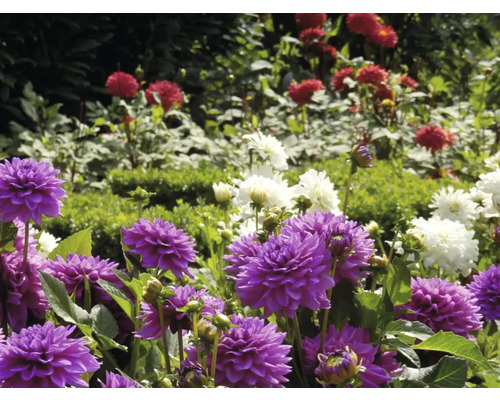 Detailný záber fialových, červených a bielych georgín v záhrade.