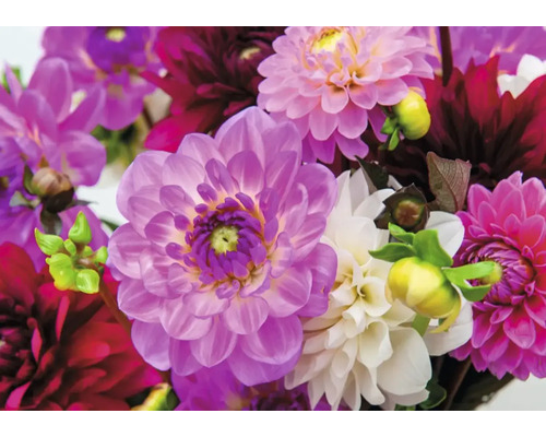 Detailný záber kvetov georgín v rôznych odtieňoch