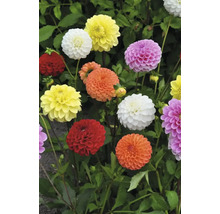 Rôznofarebné kvety georgín so zelenými listami