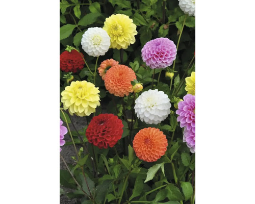 Rôznofarebné kvety georgín so zelenými listami