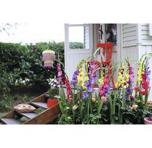 Dekoratívna záhrada s gladiolami, posedením a schodiskom