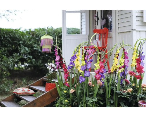 Dekoratívna záhrada s gladiolami, posedením a schodiskom