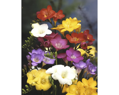 Kytica frézií s kvetmi rôznych farieb