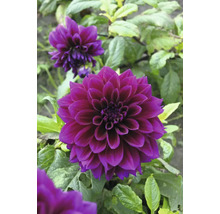 Detailný záber tmavofialovej georgíny v záhrade.