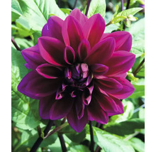 Detailný záber jednotlivého tmavočerveného kvetu georgíny