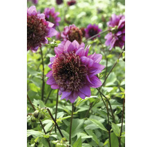 Detail fialovej georgíny v záhrade.