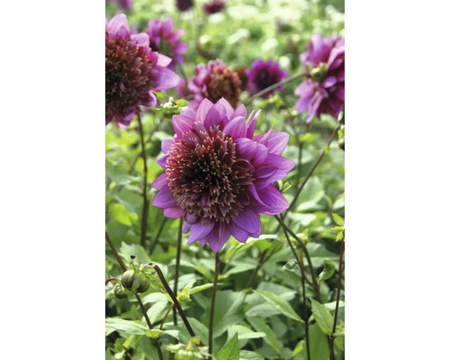 Detail fialovej georgíny v záhrade.