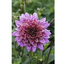 Detail fialovej georgíny v záhrade